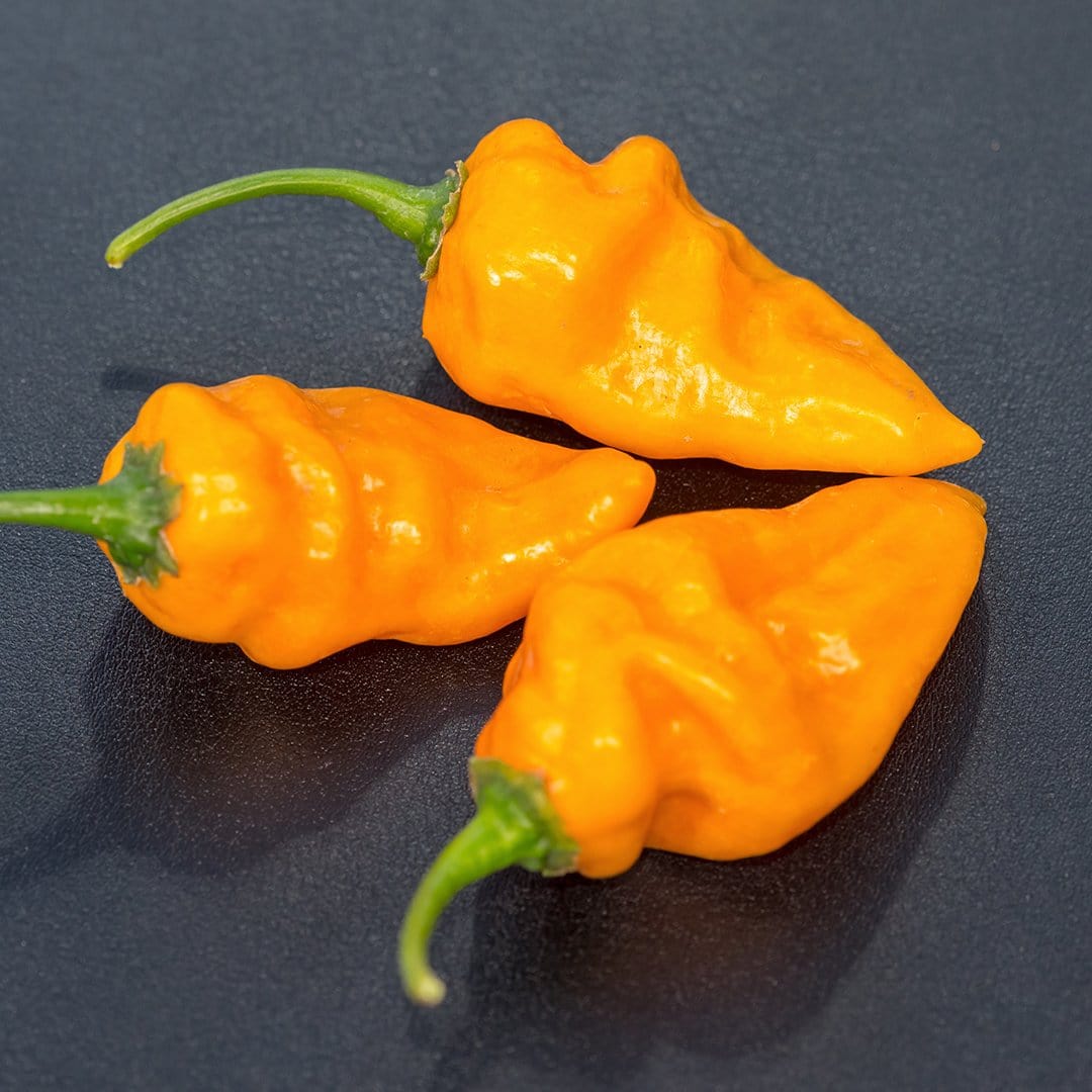 Bonda ma Jacques Pepper Seeds (Non - Isolated)