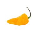 Bonda ma Jacques Pepper Seeds (Non - Isolated)