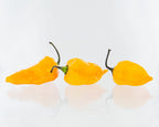 Bonda ma Jacques Pepper Seeds (Non - Isolated)