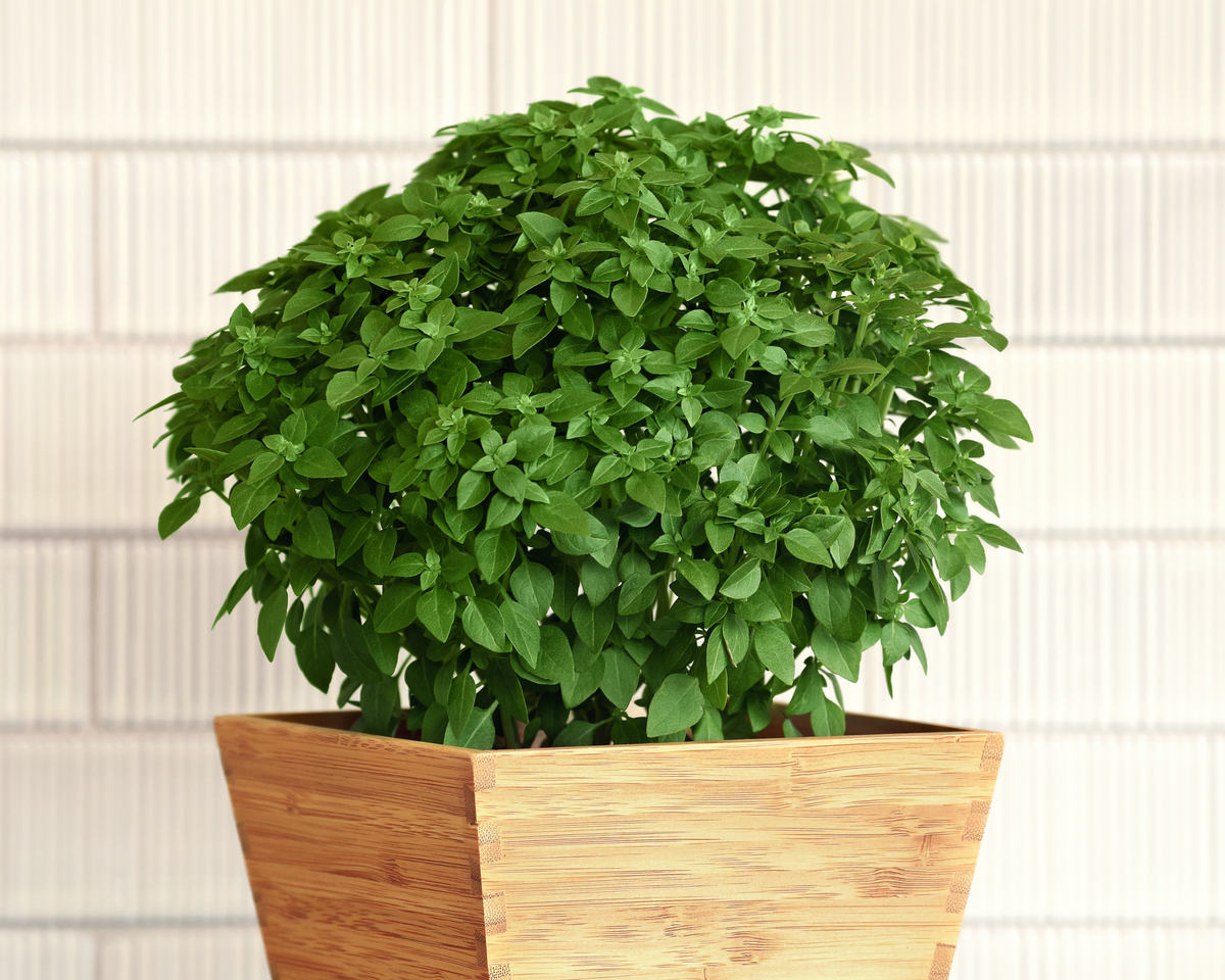 Bonsai Basil Seeds
