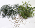 Bouquet Dill Seeds