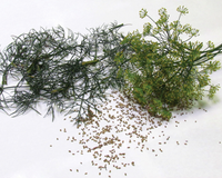 Bouquet Dill Seeds