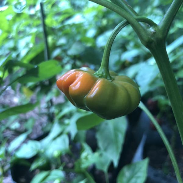 Brazilian Starfish - Seeds - The Pepper Pantry (Formerly Marie Sharp's)