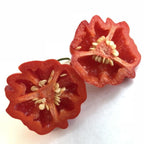 Brazilian Starfish - Seeds - The Pepper Pantry (Formerly Marie Sharp's)
