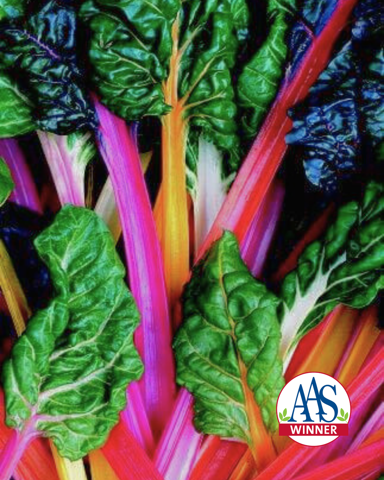 Bright Lights Swiss Chard Seeds
