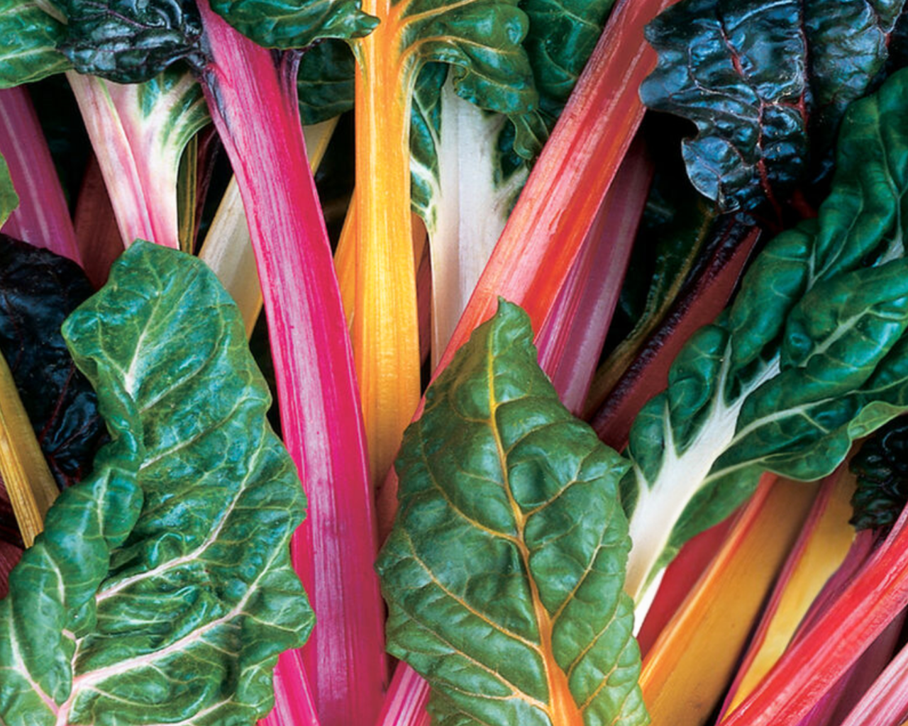 Bright Lights Swiss Chard Seeds