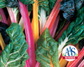 Bright Lights Swiss Chard Seeds