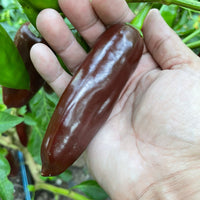 Brown Jalapeno - Seeds - The Pepper Pantry (Formerly Marie Sharp's)