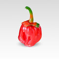 Bubblegum 7 Pot Pepper Seeds