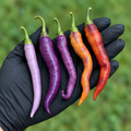 Buena Mulata Hot Pepper Seeds