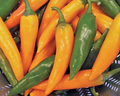 Bulgarian Carrot Chile Pepper Seeds