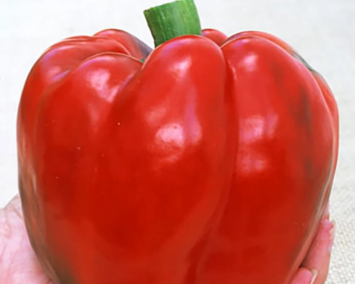 Red Knight X3R Hybrid Pepper Seeds