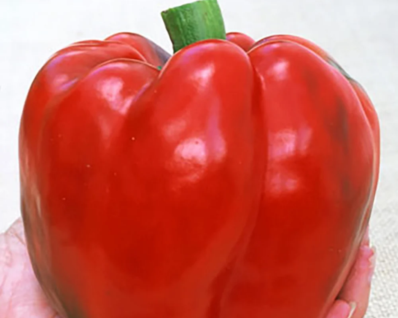 Red Knight X3R Hybrid Pepper Seeds
