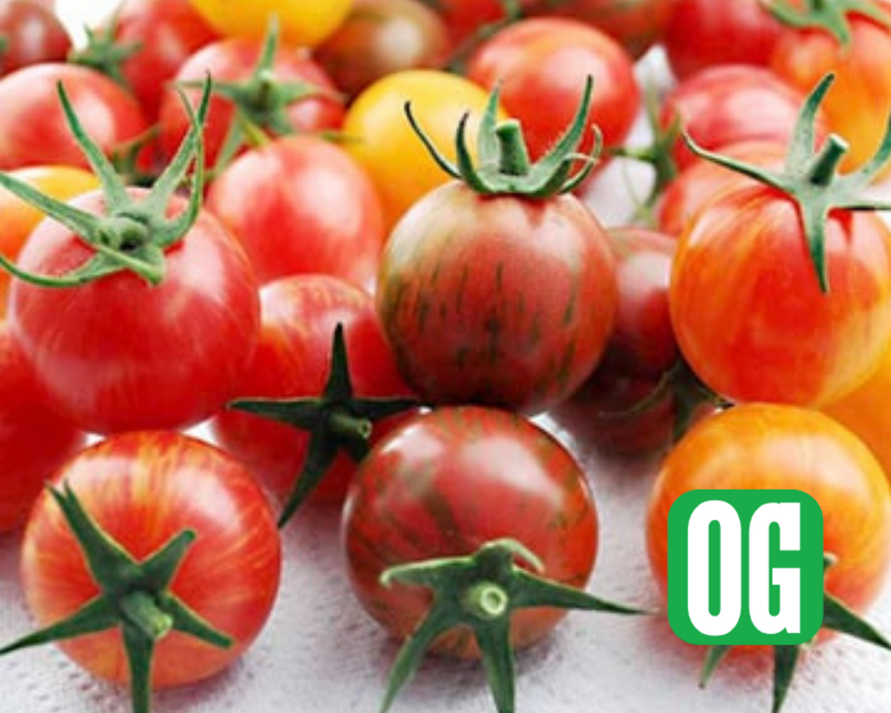 Artisan Series Bumblebee Mix Tomato Seeds