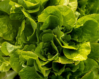 Buttercrunch Lettuce Seeds