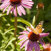 Butterfly Garden Wildflower Mix (1/4 lb)