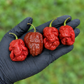 C3PO Pepper Seeds