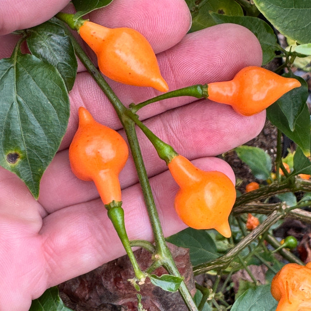 Cabacina Laranja  - Seeds