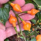 Cabacina Laranja  - Seeds