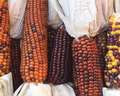 Calico Indian Corn Seeds