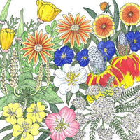 California Perennial Wildflower Mix (1/4 lb)