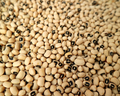 California Blackeye No. 5 Bean Seeds