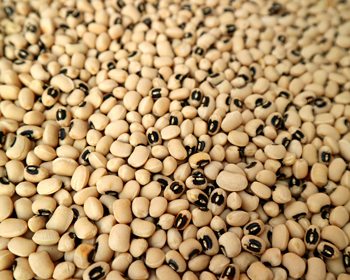 California Blackeye No. 5 Bean Seeds