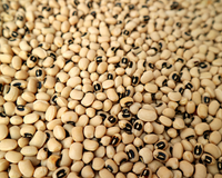 California Blackeye No. 5 Bean Seeds