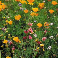 California Native Wildflower Mix (1/4 lb)
