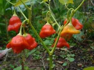 Cambuci Pepper Seeds - The Pepper Pantry (Formerly Marie Sharp's)