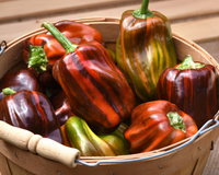 Candy Cane Chocolate Cherry Hybrid Pepper Seeds