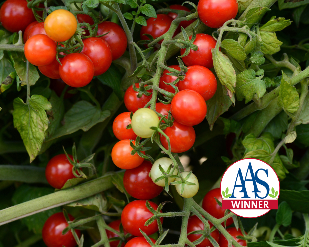 Candyland Red Tomato Seeds