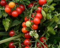 Candyland Red Tomato Seeds