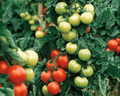 Carmello Hybrid Tomato Seeds