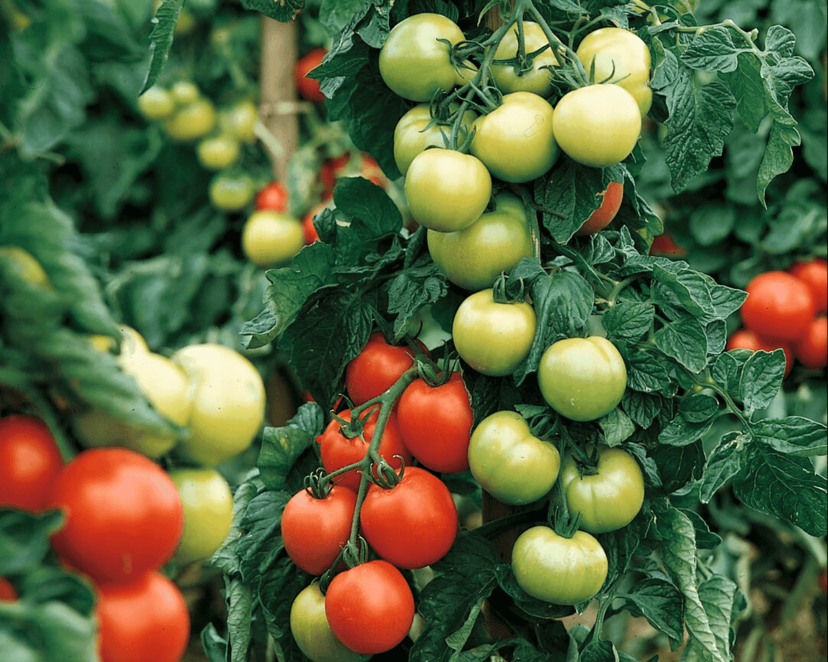 Carmello Hybrid Tomato Seeds