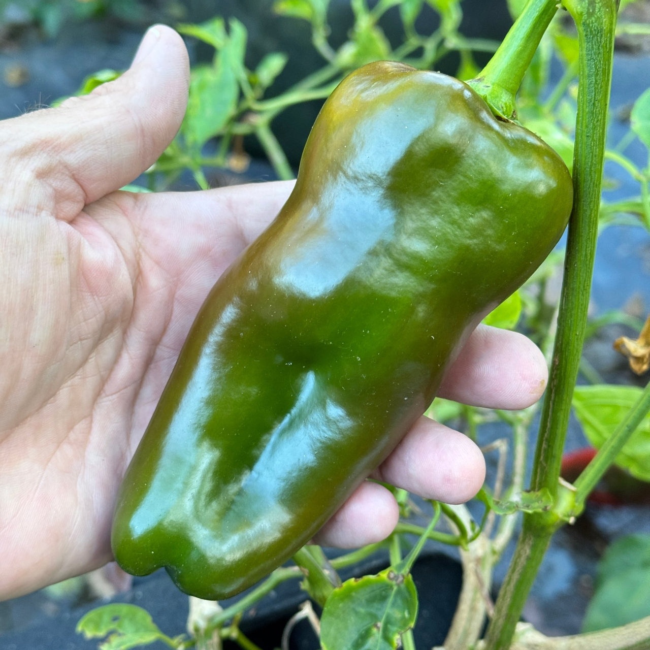 Carmen - Seeds - The Pepper Pantry (Formerly Marie Sharp's)