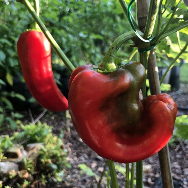 Carmen - Seeds - The Pepper Pantry (Formerly Marie Sharp's)