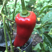 Carmen - Seeds - The Pepper Pantry (Formerly Marie Sharp's)