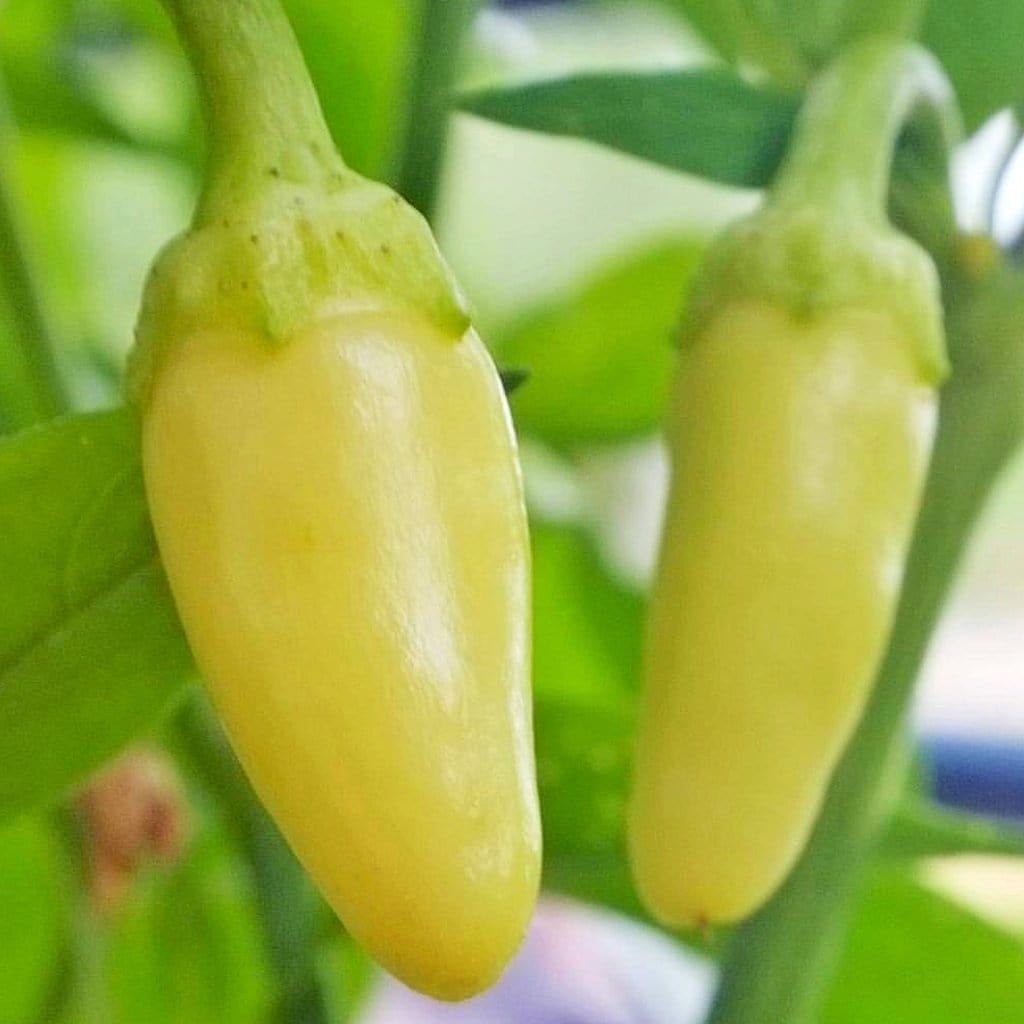 plant yellow pepper seeds Cascabella Pepper Seeds