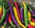 Cayenne Fiesta Blend Pepper Seeds