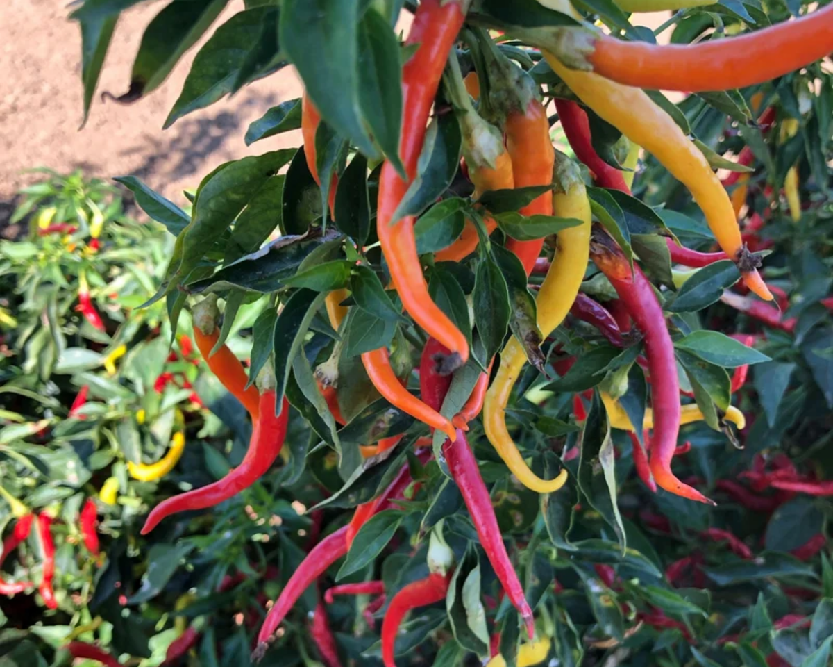 Cayenne Sweetness Hybrid Pepper Seeds