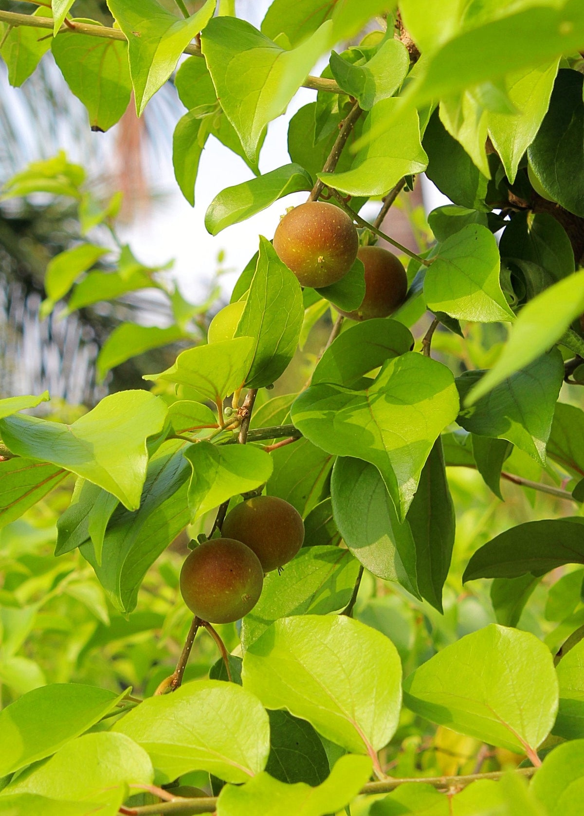 Ceylon Gooseberry, Ketembilla (Dovyalis hebecarpa)