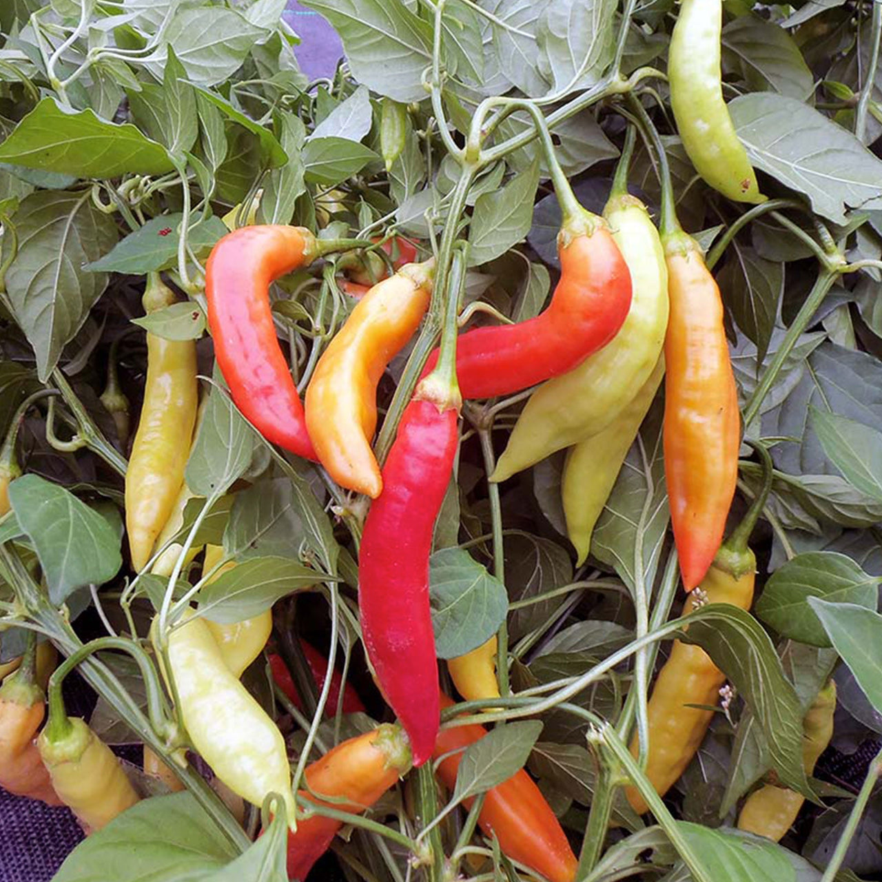 Challeano Pepper Seeds - The Pepper Pantry (Formerly Marie Sharp's)