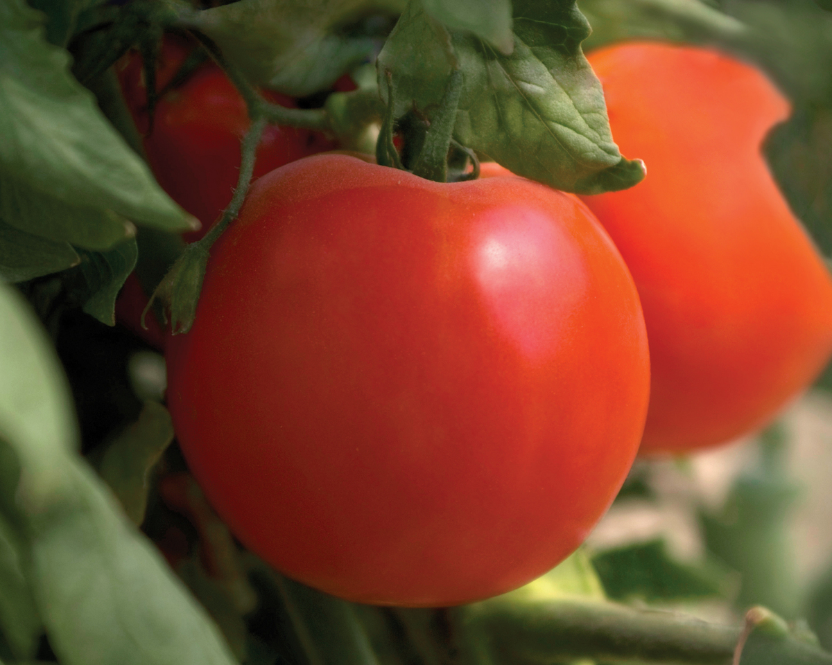 Charger Hybrid Tomato Seeds
