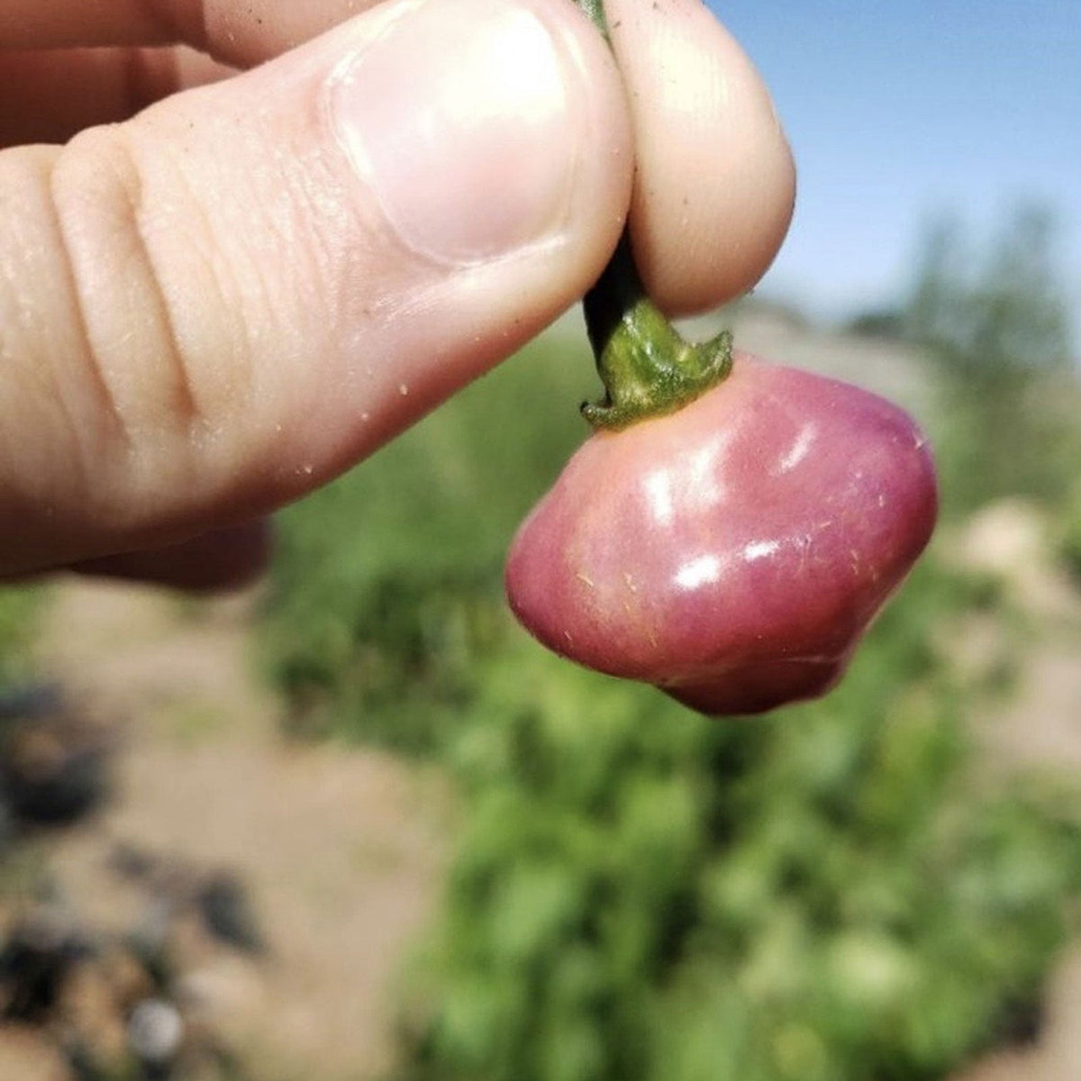 Cheiro Roxa Pepper Seeds (Non - Isolated)