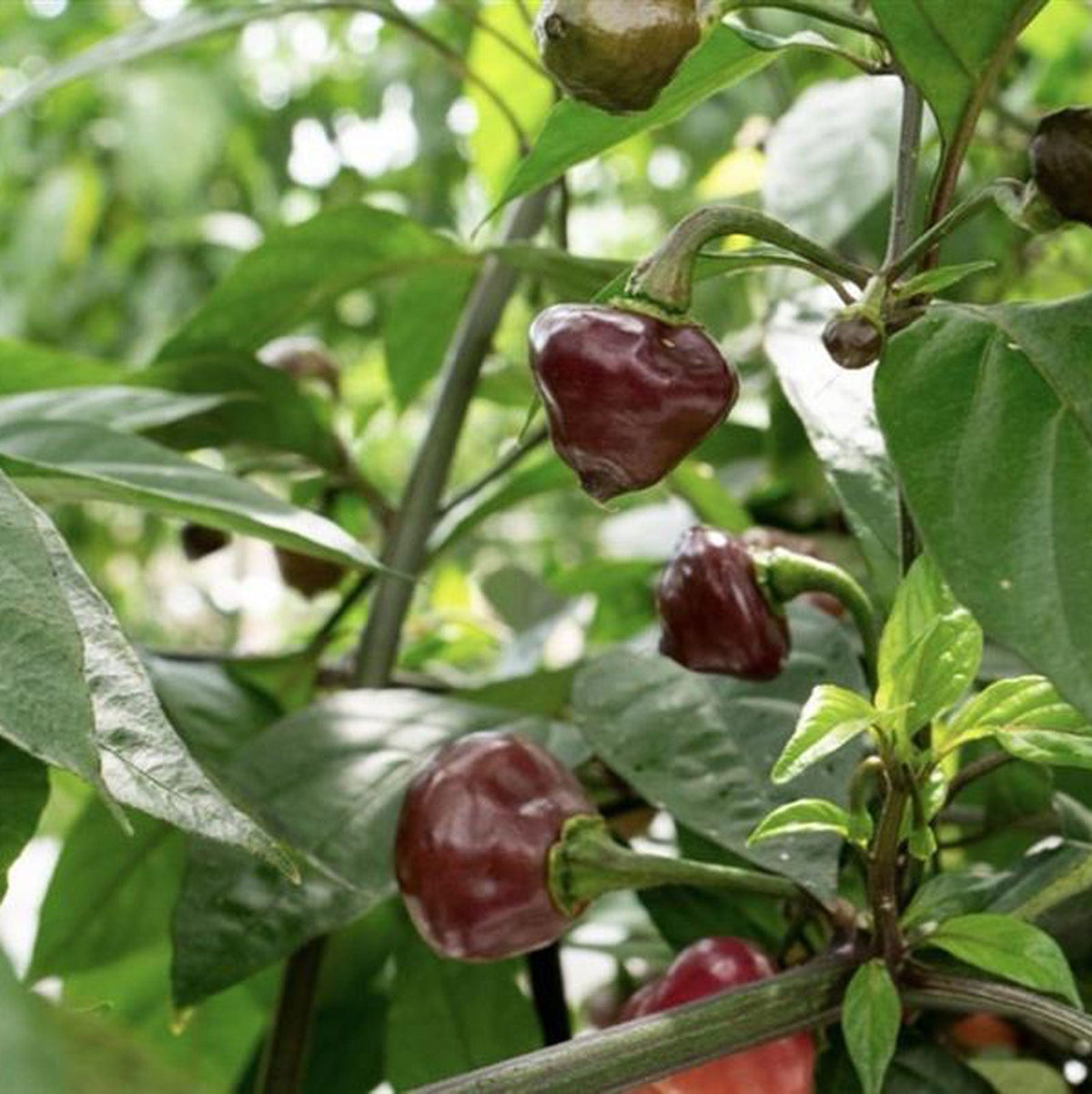 Cheiro Roxa Pepper Seeds (Non - Isolated)