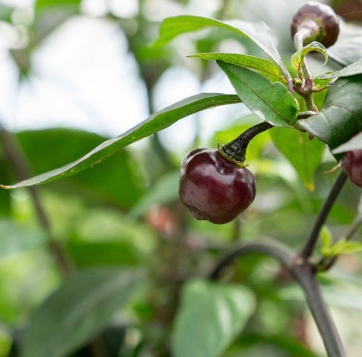 Cheiro Roxa Pepper Seeds (Non - Isolated)