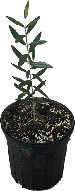 Chemlali Olive Tree