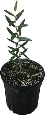Chemlali Olive Tree