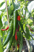 25 Organic KOREAN Dark GREEN PEPPER Lady Han Hot Chili Long Red Capsicum Annuum Seeds